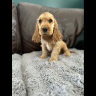 Cocker Spaniel (Working &amp; Show) - Dogs