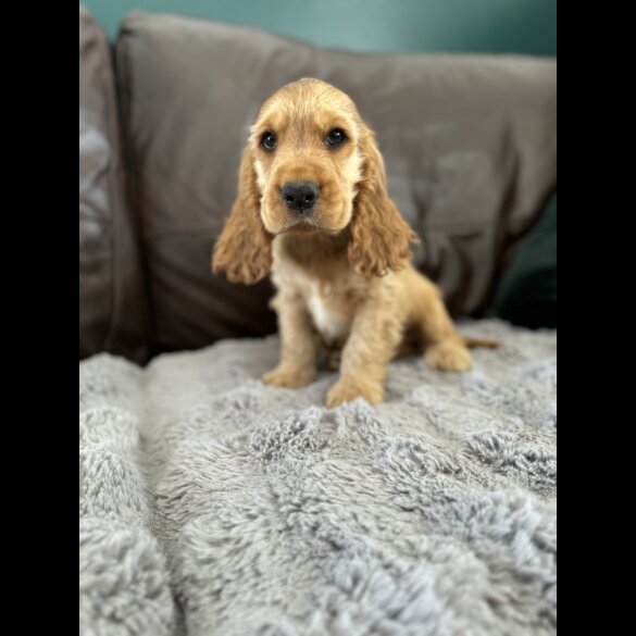 Cocker Spaniel (Working &amp; Show) - Dogs