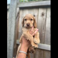 Cocker Spaniel (Working &amp; Show) - Both