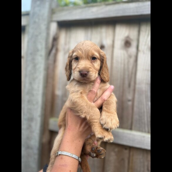 Cocker Spaniel (Working &amp; Show) - Both