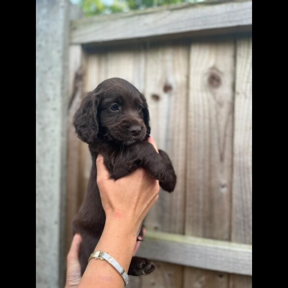 Cocker Spaniel (Working &amp; Show) - Both