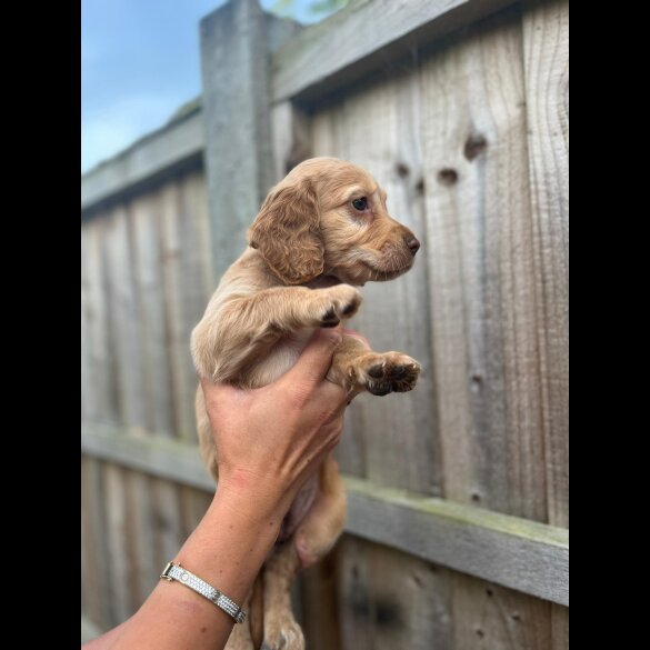 Cocker Spaniel (Working &amp; Show) - Both