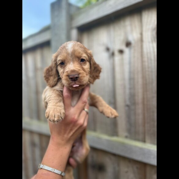 Cocker Spaniel (Working &amp; Show) - Both