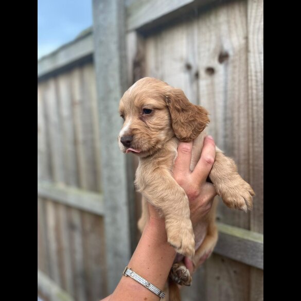 Cocker Spaniel (Working &amp; Show) - Both
