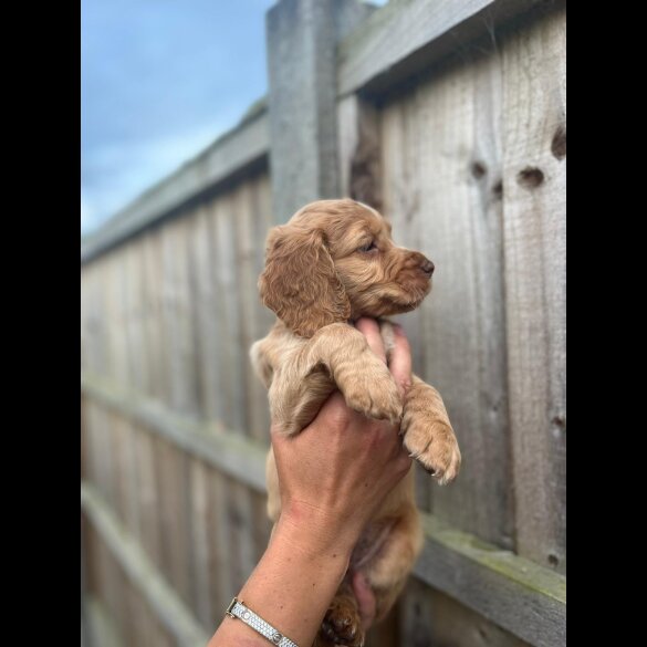 Cocker Spaniel (Working &amp; Show) - Both