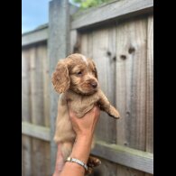 Cocker Spaniel (Working &amp; Show) - Both