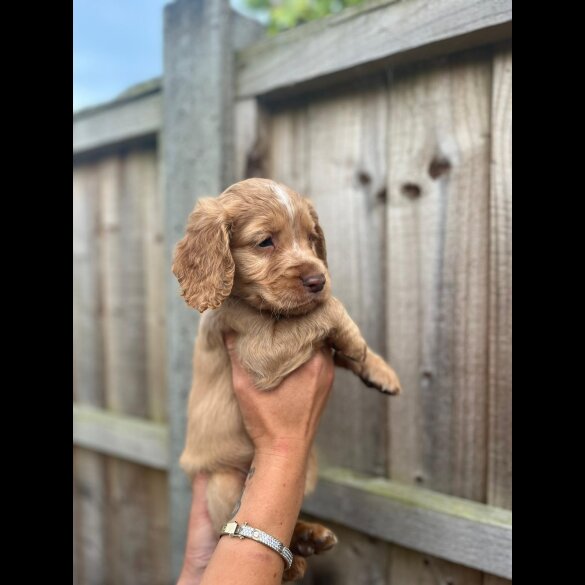 Cocker Spaniel (Working &amp; Show) - Both