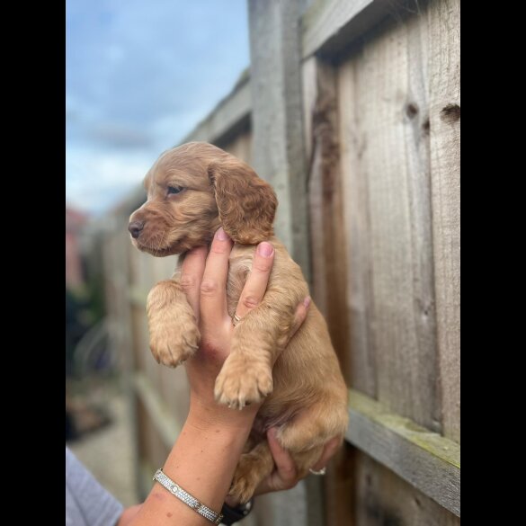 Cocker Spaniel (Working &amp; Show) - Both