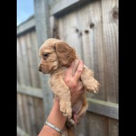 Cocker Spaniel (Working &amp; Show) - Both
