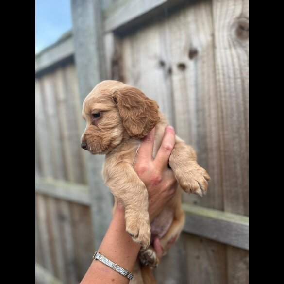 Cocker Spaniel (Working &amp; Show) - Both