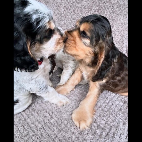 Cocker Spaniel (Working &amp; Show) - Both