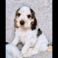 Cocker Spaniel (Working &amp; Show) - Both