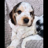 Cocker Spaniel (Working &amp; Show) - Both
