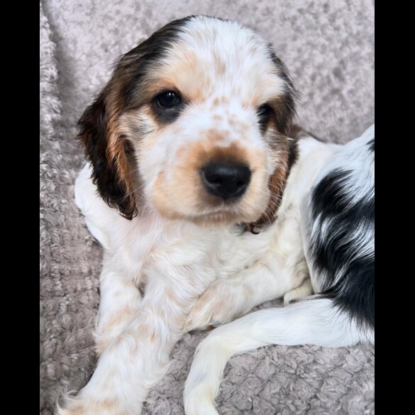 Cocker Spaniel (Working &amp; Show) - Both