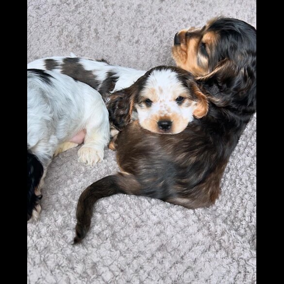 Cocker Spaniel (Working &amp; Show) - Both