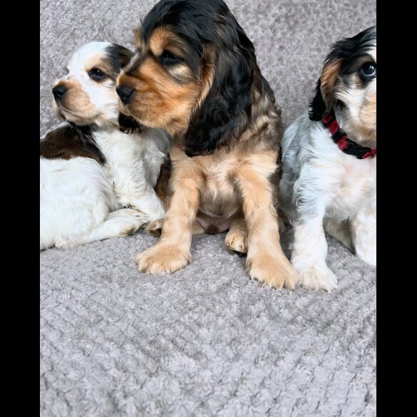 Cocker Spaniel (Working &amp; Show) - Both