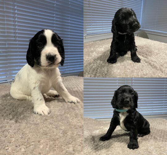 Cocker Spaniel (Working &amp; Show)