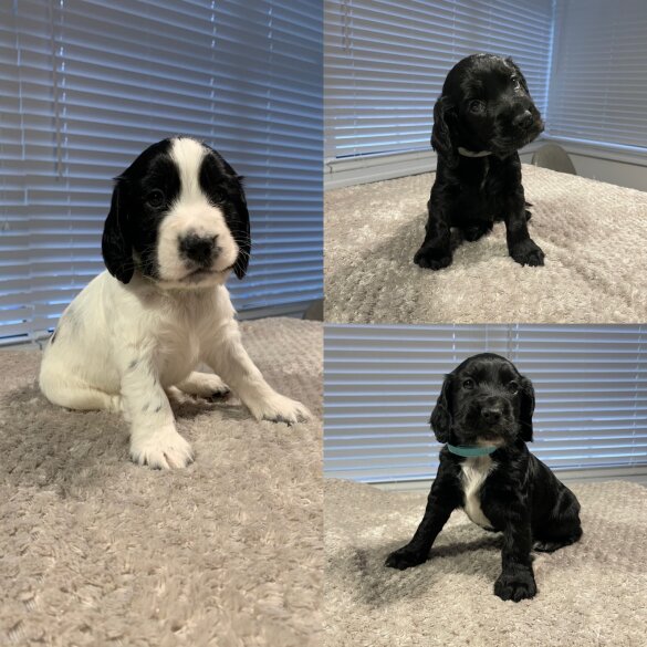 Cocker Spaniel (Working &amp; Show) - Both