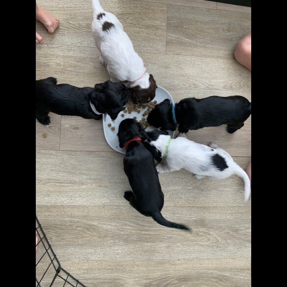 Cocker Spaniel (Working &amp; Show) - Both