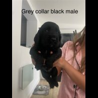 Cocker Spaniel (Working &amp; Show) - Both