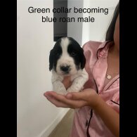 Cocker Spaniel (Working &amp; Show) - Both