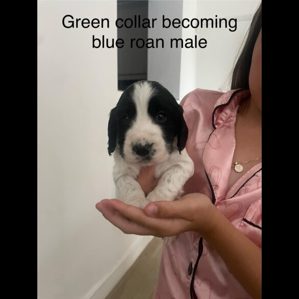 Cocker Spaniel (Working &amp; Show) - Both
