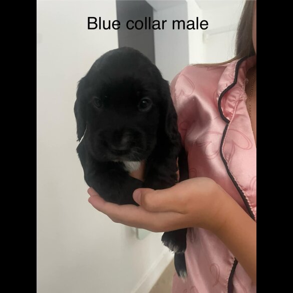 Cocker Spaniel (Working &amp; Show) - Both