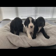Cocker Spaniel (Working &amp; Show) - Both