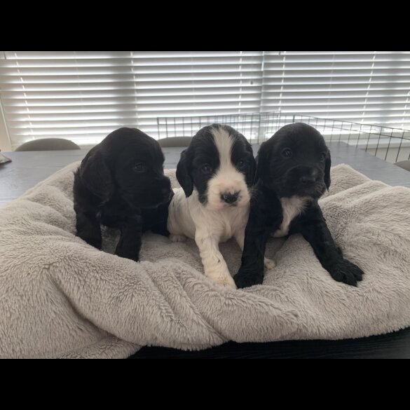 Cocker Spaniel (Working &amp; Show) - Both