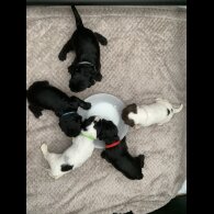 Cocker Spaniel (Working &amp; Show) - Both