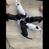 Cocker Spaniel (Working &amp; Show) - Both