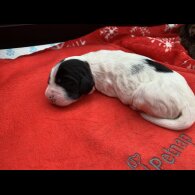 Cocker Spaniel (Working &amp; Show) - Both