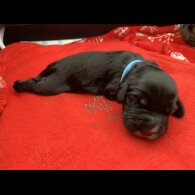 Cocker Spaniel (Working &amp; Show) - Both