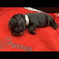 Cocker Spaniel (Working &amp; Show) - Both