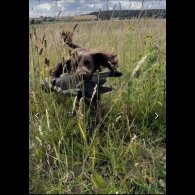 Cocker Spaniel (Working &amp; Show) - Both