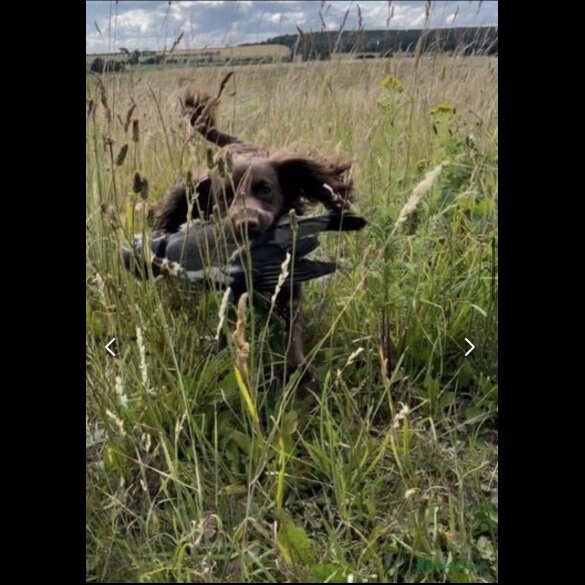 Cocker Spaniel (Working &amp; Show) - Both