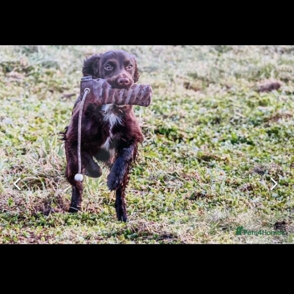 Cocker Spaniel (Working &amp; Show) - Both