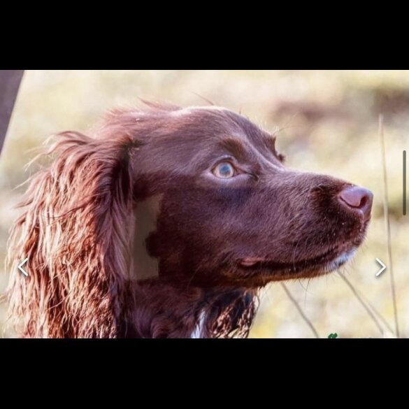 Cocker Spaniel (Working &amp; Show) - Both