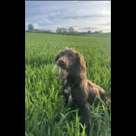 Cocker Spaniel (Working &amp; Show) - Both
