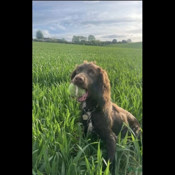 Cocker Spaniel (Working &amp; Show) - Both