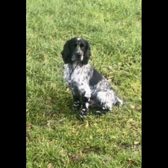 Cocker Spaniel (Working &amp; Show) - Both