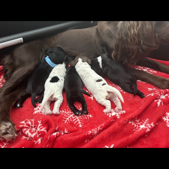 Cocker Spaniel (Working &amp; Show) - Both