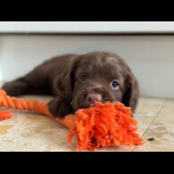 Cocker Spaniel (Working &amp; Show) - Dogs