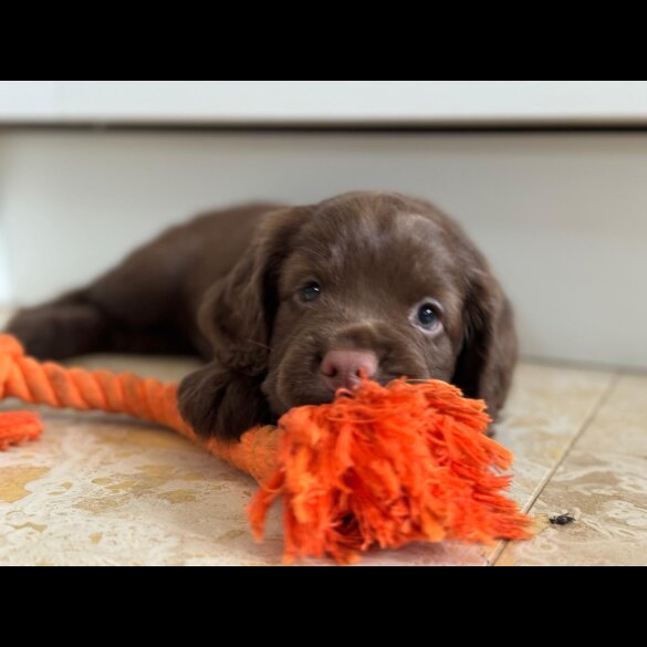 Cocker Spaniel (Working &amp; Show) - Dogs
