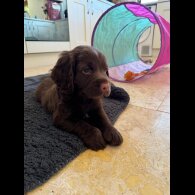 Cocker Spaniel (Working &amp; Show) - Dogs