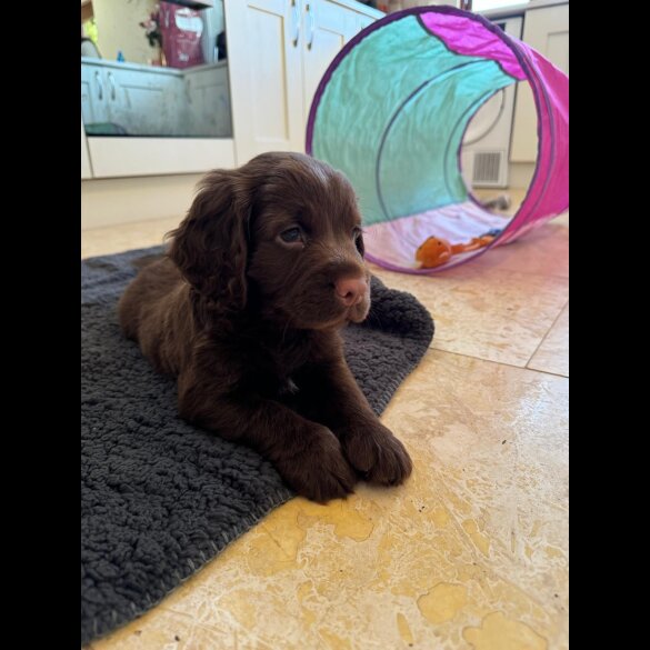 Cocker Spaniel (Working &amp; Show) - Dogs