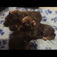 Cocker Spaniel (Working &amp; Show) - Dogs
