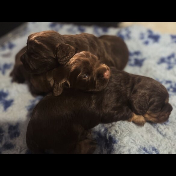 Cocker Spaniel (Working &amp; Show) - Dogs