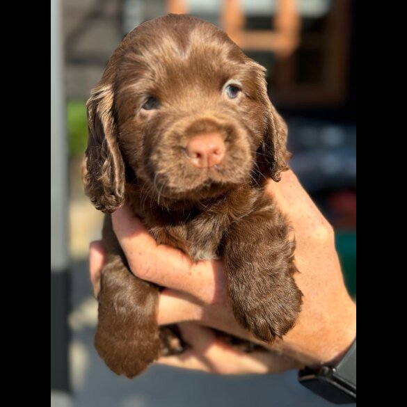 Cocker Spaniel (Working &amp; Show) - Dogs