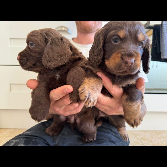 Cocker Spaniel (Working &amp; Show) - Dogs